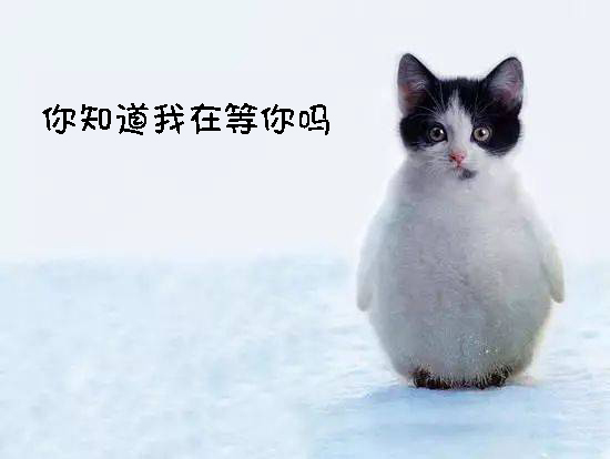 猫咪表情包：哥哥在吗？要记得找我玩