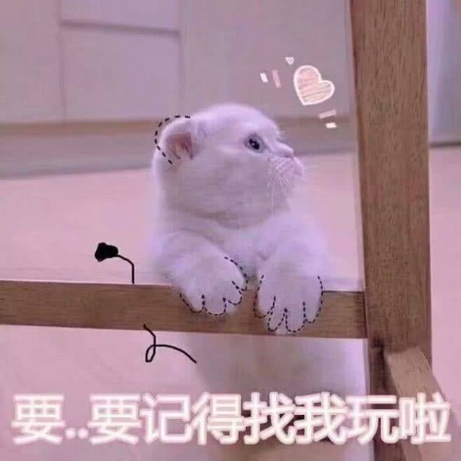 猫咪表情包：哥哥在吗？要记得找我玩