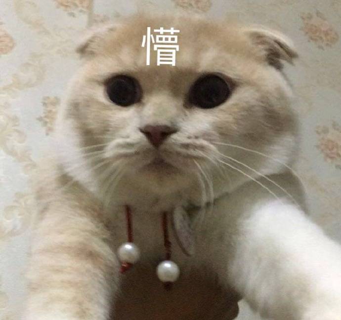 猫咪表情包：哥哥在吗？要记得找我玩