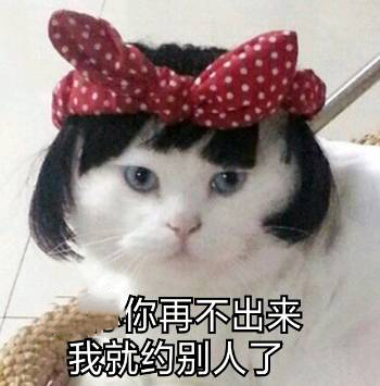 猫咪表情包：哥哥在吗？要记得找我玩