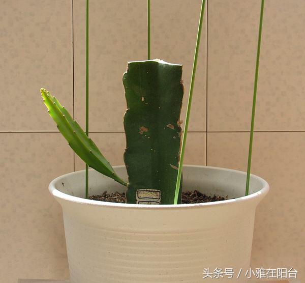 火龙果苗的种植方法（在家种植火龙果注意三点就能爆盆）