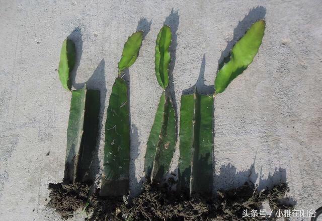 火龙果苗的种植方法（在家种植火龙果注意三点就能爆盆）