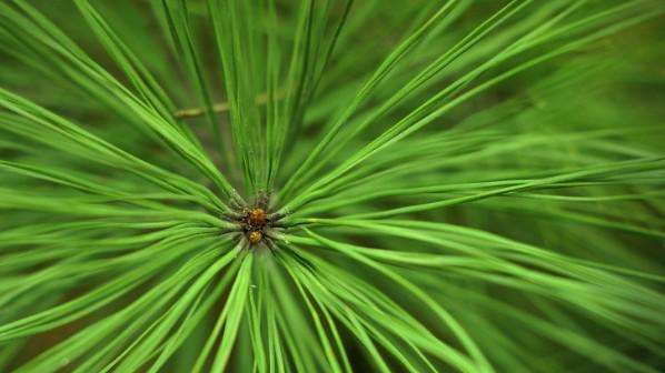 松树叶子煮水喝的功效 -生活知识库-动动脑