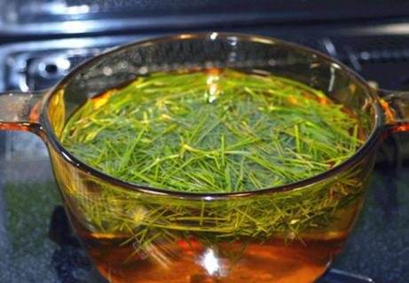 常用松针泡水喝,稳定血压食疗效果喜人,但很多人用错了办法