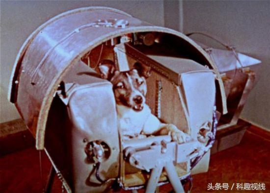 第一只飞上太空的流浪狗，因为隔热服差，在飞船里被活活烧死！