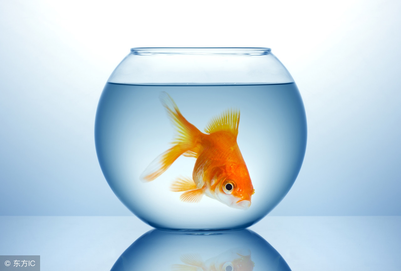 为什么有的鱼友会往鱼缸里丢硬币,这是让观赏鱼自己去买吃的?