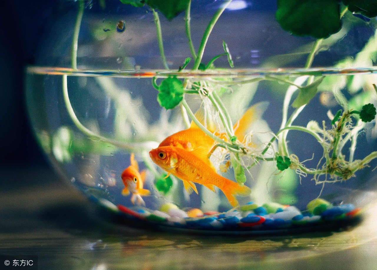 图文/养鱼老道今天看到了一位鱼友比较有趣的评论,说是我一般的都是往