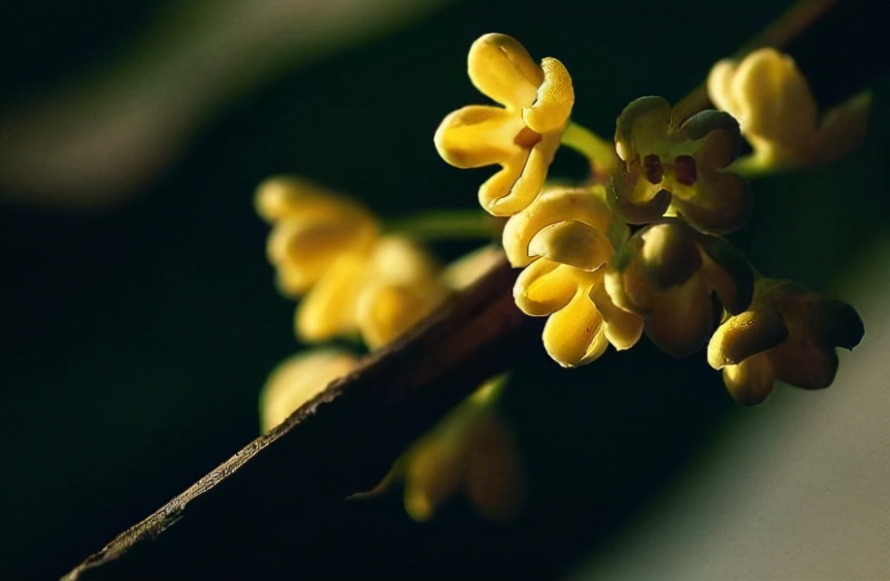 写桂花茶的优美句子