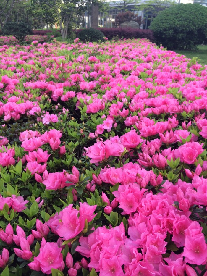 绿化树品种大全(100种绿化带或路边常见的花草树木)