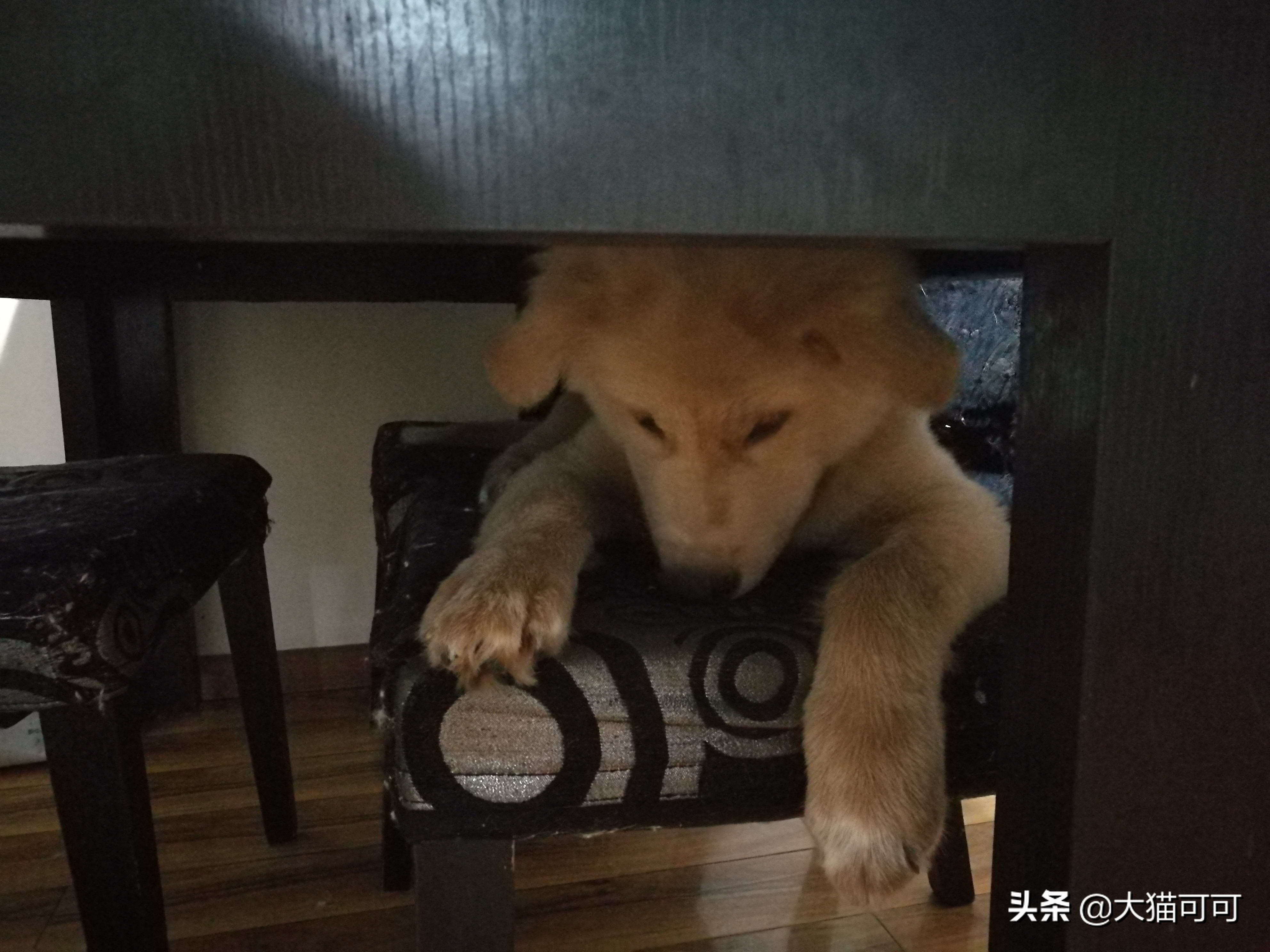 萨摩耶的颜值+金毛的智商+二哈内核=狗中奇葩？