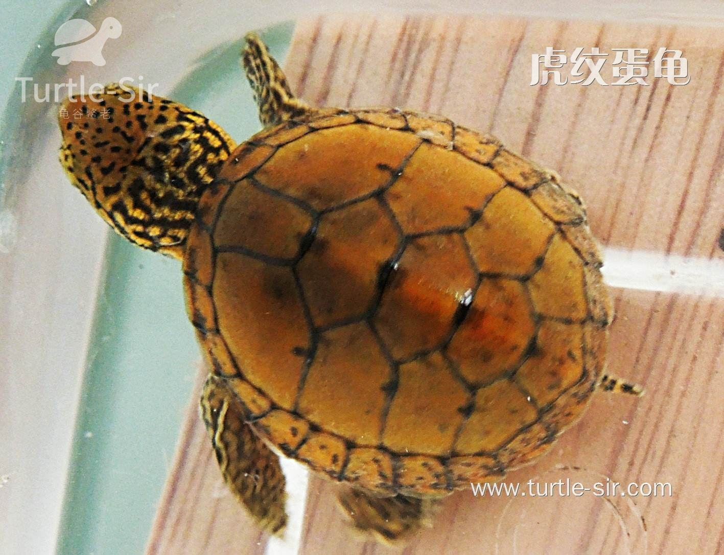 十大智商最高的龟（常见的宠物龟智商排名）