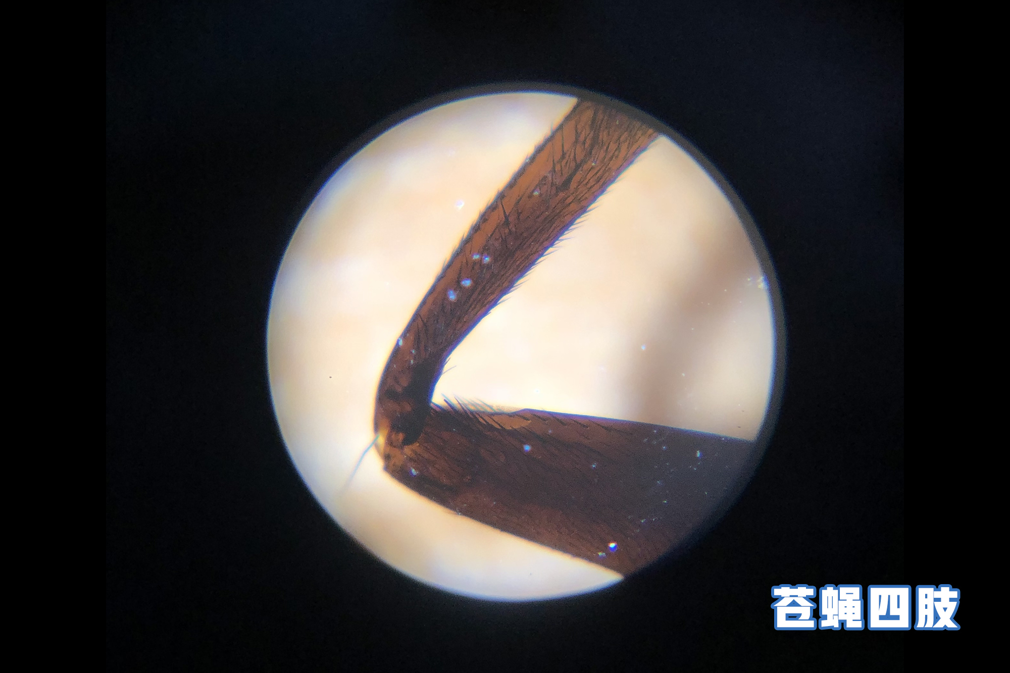 把视线放大120倍的家用显微镜,仅巴掌大小,扔给孩子能玩一天