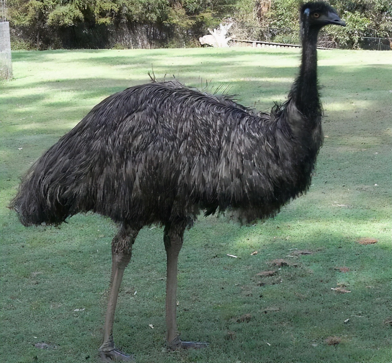 鹋怎么读？鹋的读音和意思