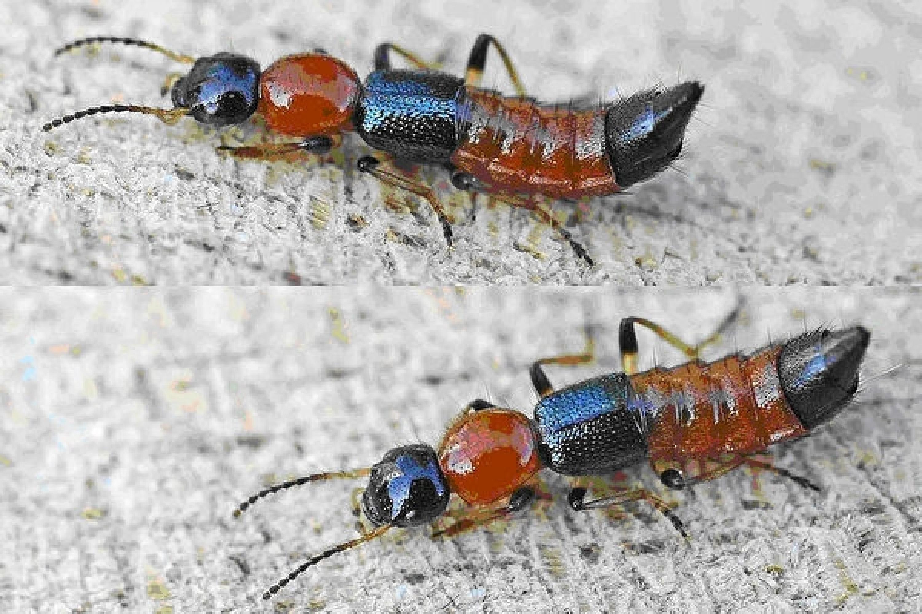 隐翅虫咬人致命?别再误传了