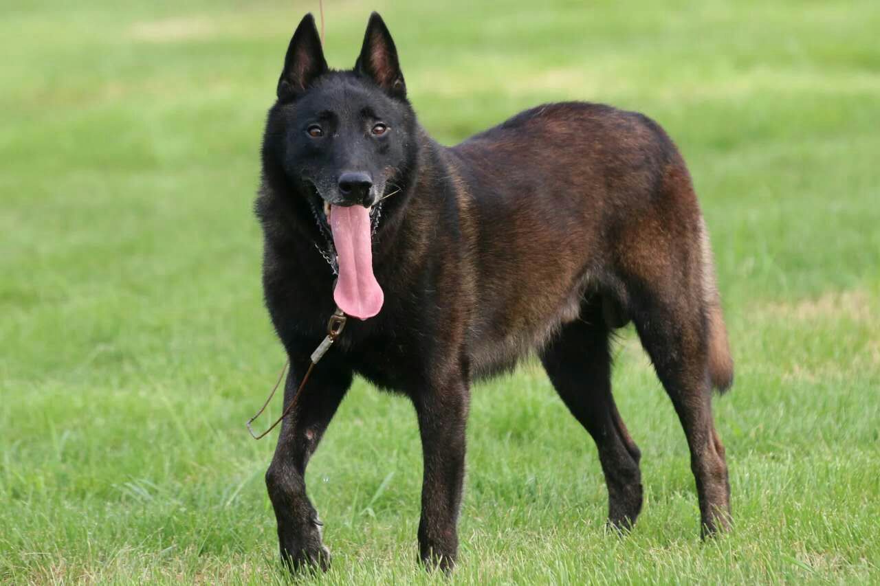 马犬,养过的人才知道,它有多优秀