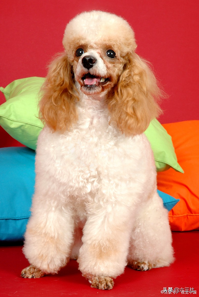 蝴蝶犬多少钱一只 小博美犬多少钱一只-cosg百科