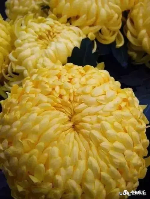 万花凋谢，秋菊傲霜（太美了！）