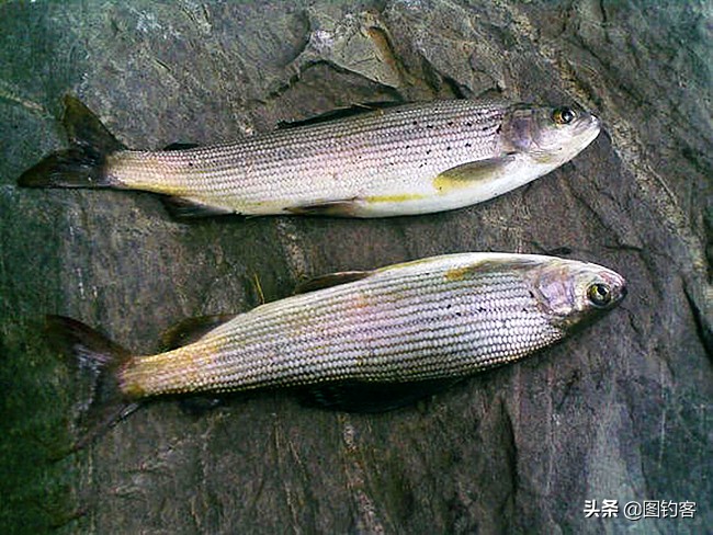 中國北方冷水魚種類大全,高海拔高緯度冷水魚