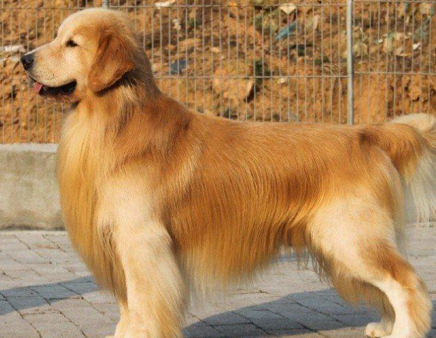 金毛犬要多少錢,金毛犬要多少錢一只