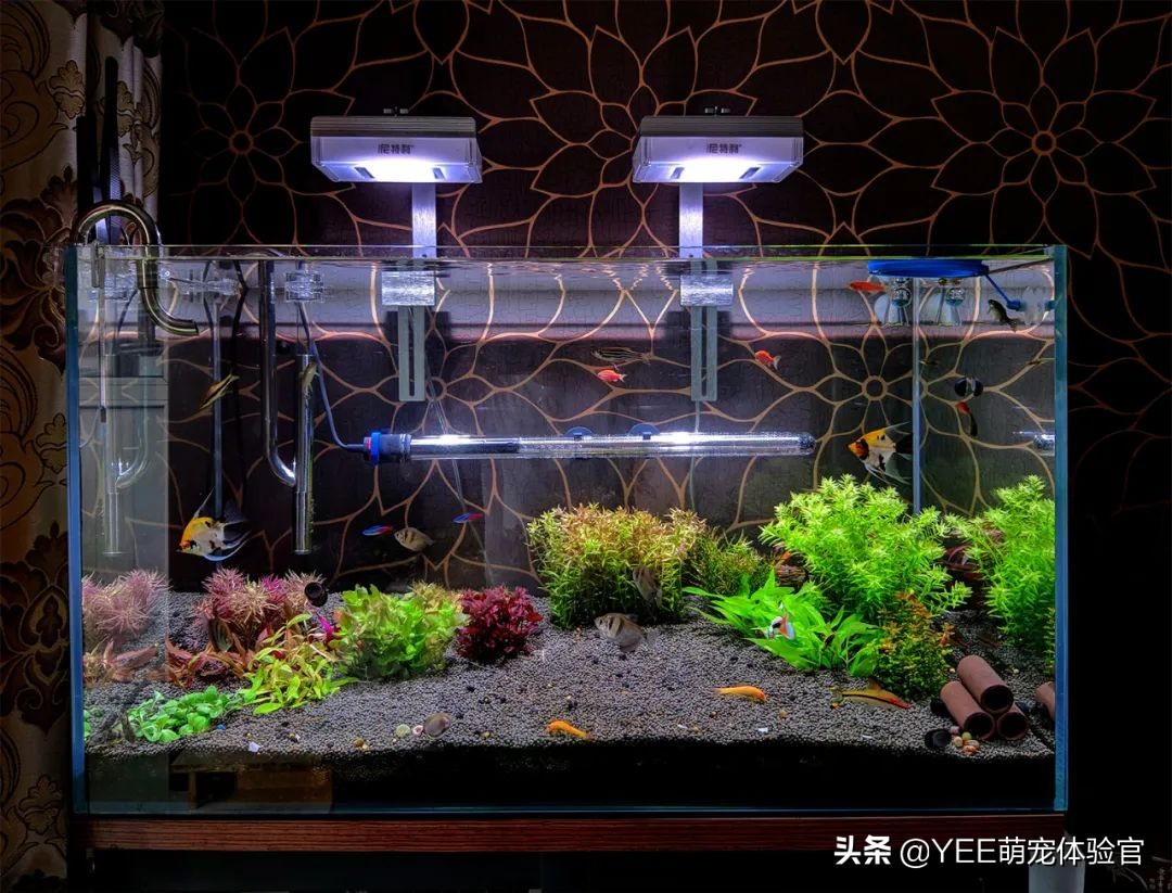 多加硝化细菌(加硝化细菌加多了)
