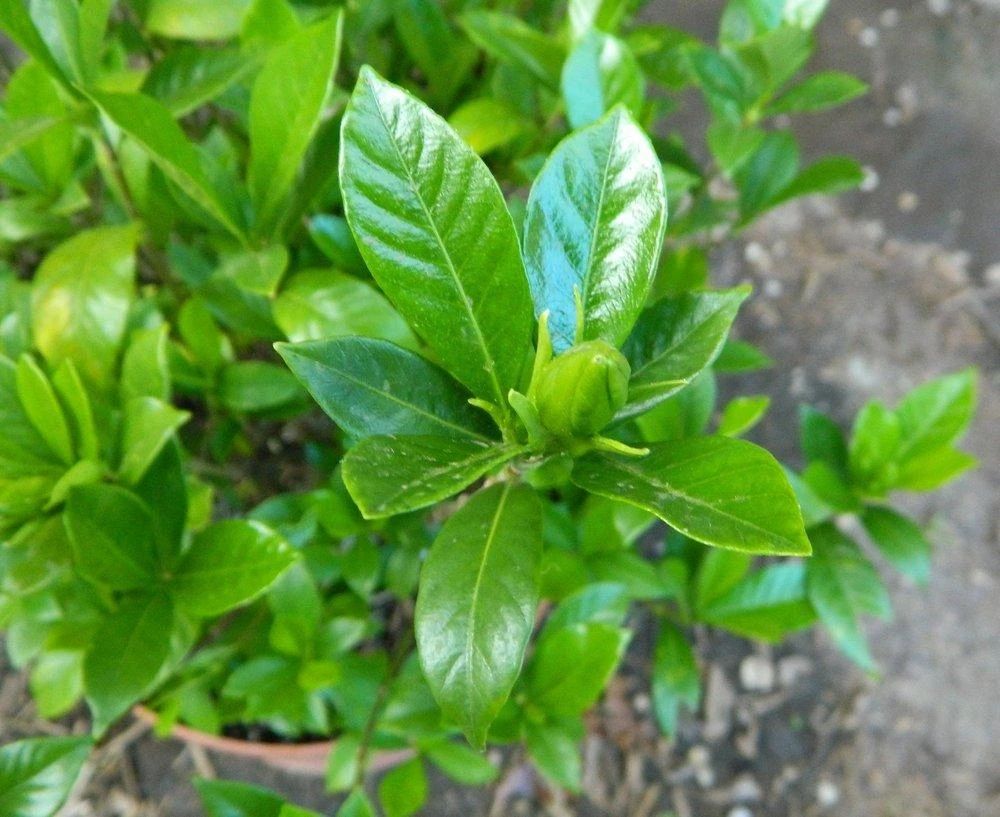 无根栀子花买来怎么养忌讳什么科普