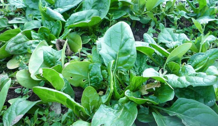 烫火锅是绝配,近期需求大增,价格飞涨,一斤可换2斤肉