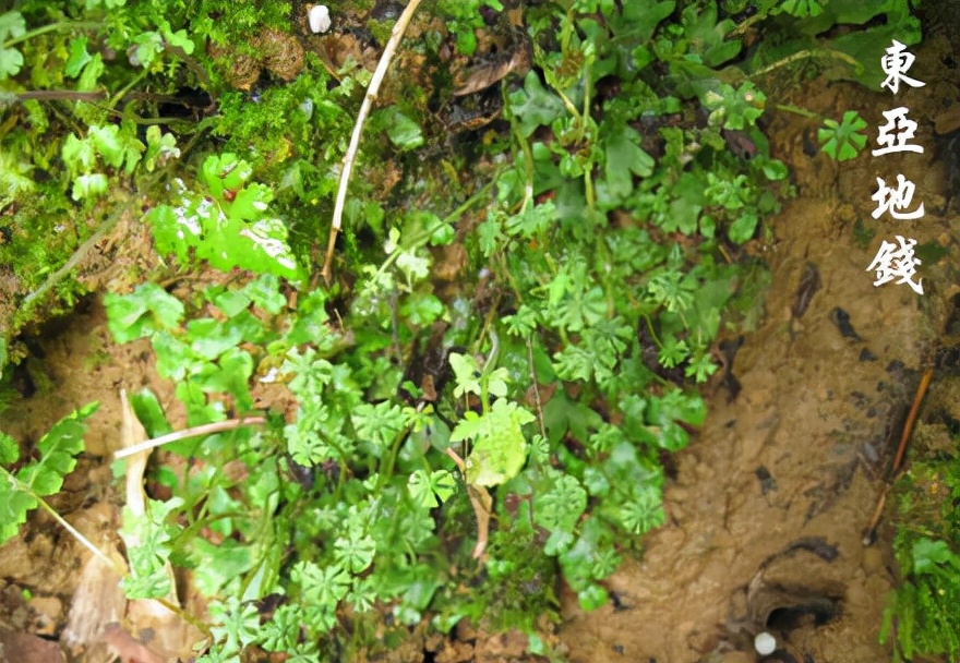 苔藓植物图片（小编带你盘点四十种苔藓植物）