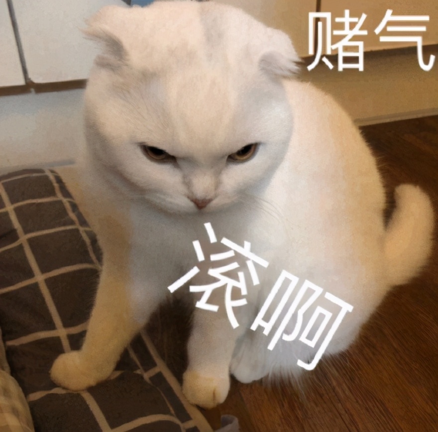 猫咪表情包合集｜在？出来玩