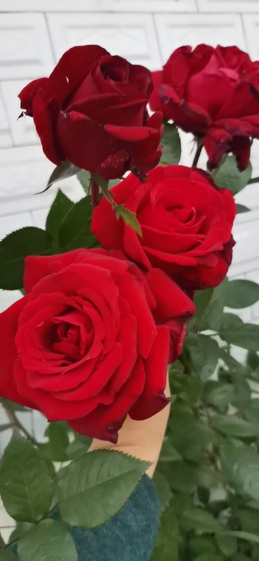 5种四季开花的植物,养一盆在家里,四季有花看
