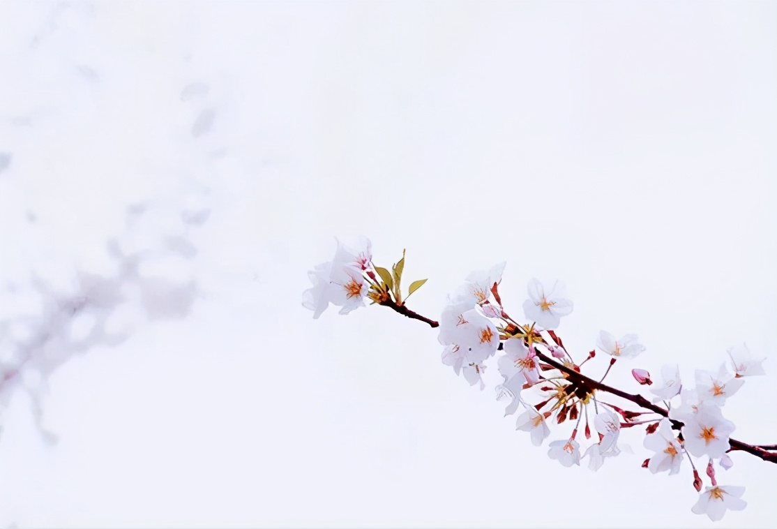 春意锦绣，赏樱正当时，来看看清合嘉园西区的樱花胜景吧