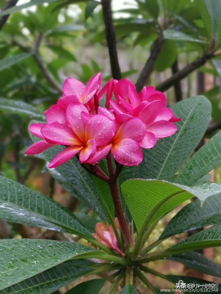 诗情花意：初秋雨晴花意浓