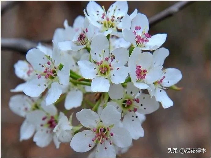 棠梨鉴赏｜东风二月淮阴郡，唯见棠梨一树花