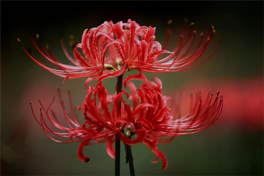 彼岸花的花語是什麼意思?彼岸花有什麼作用?