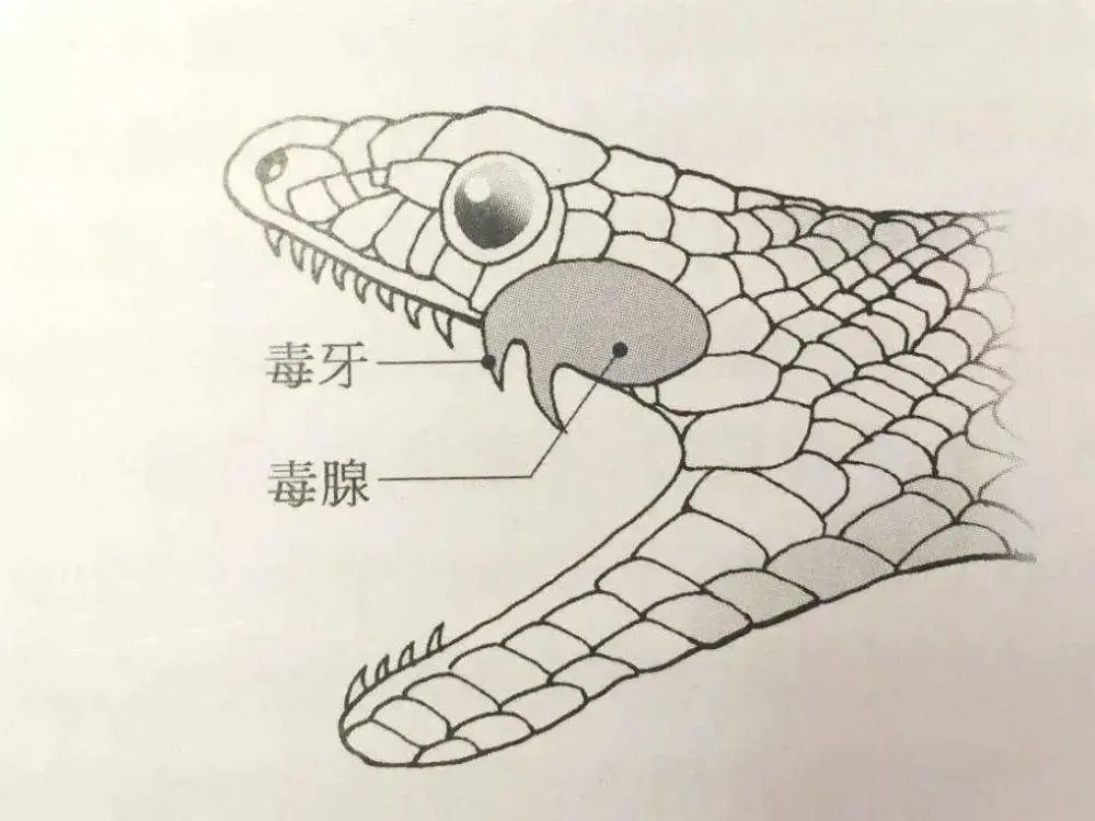我国最毒的蛇是什么？真的不是眼镜王蛇，而是性情温和的银环蛇