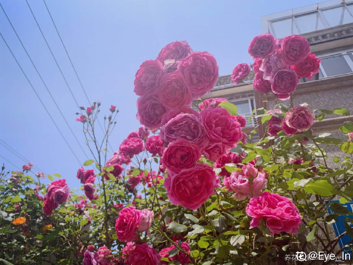 月季花长什么样子（10种常见月季花图鉴）