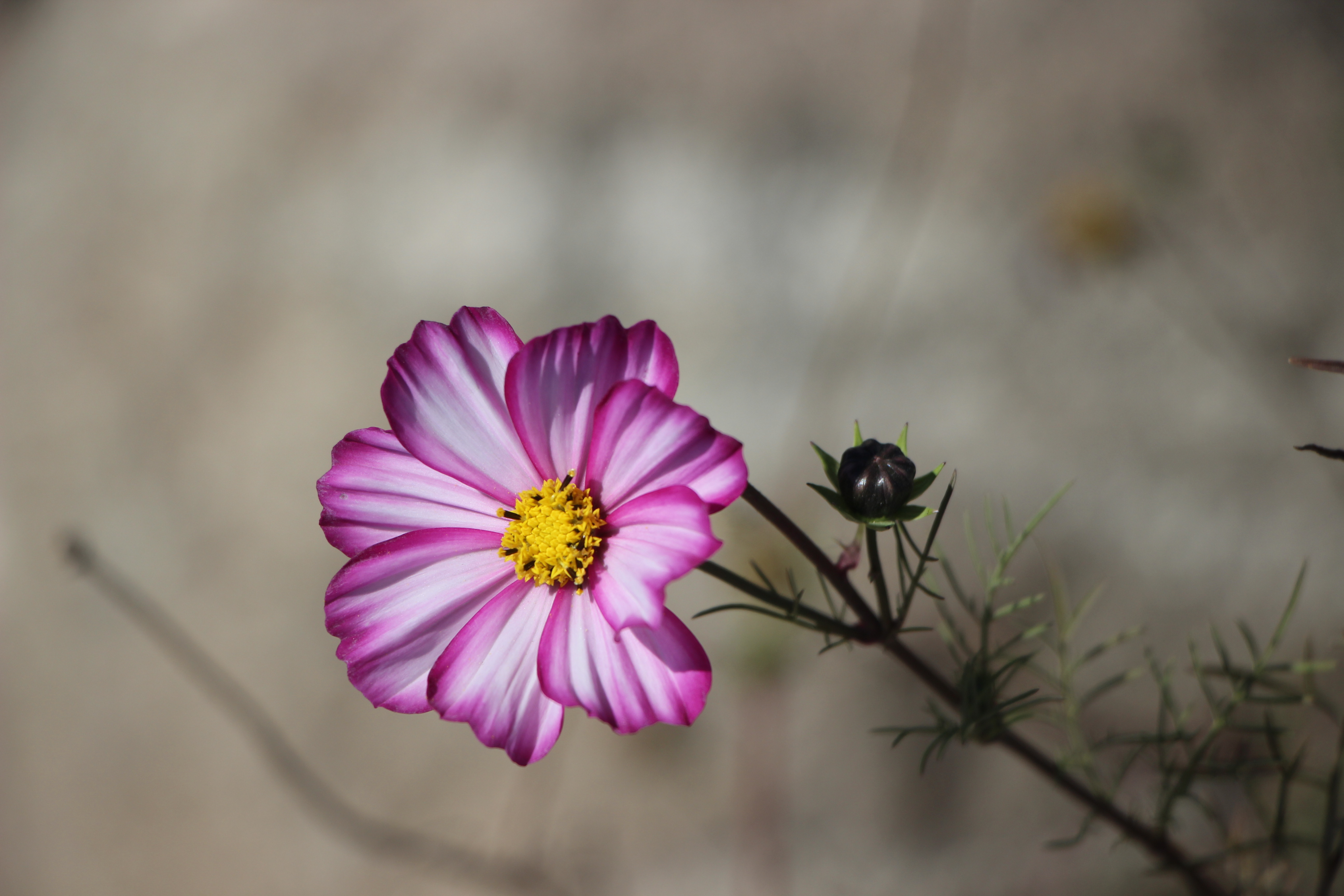20考研报考条件来了！二战生档案和户口怎么办？报考点该如何选？