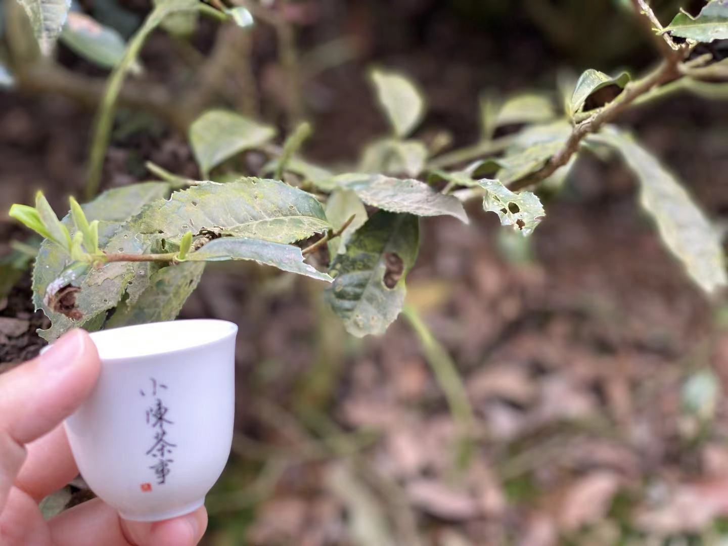 喝懂白茶的7个基础知识，看懂了以后，你喝茶可以少花很多心思