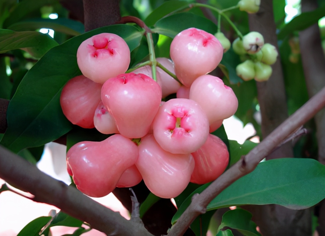 莲雾什么味道莲雾什么味道好吃吗