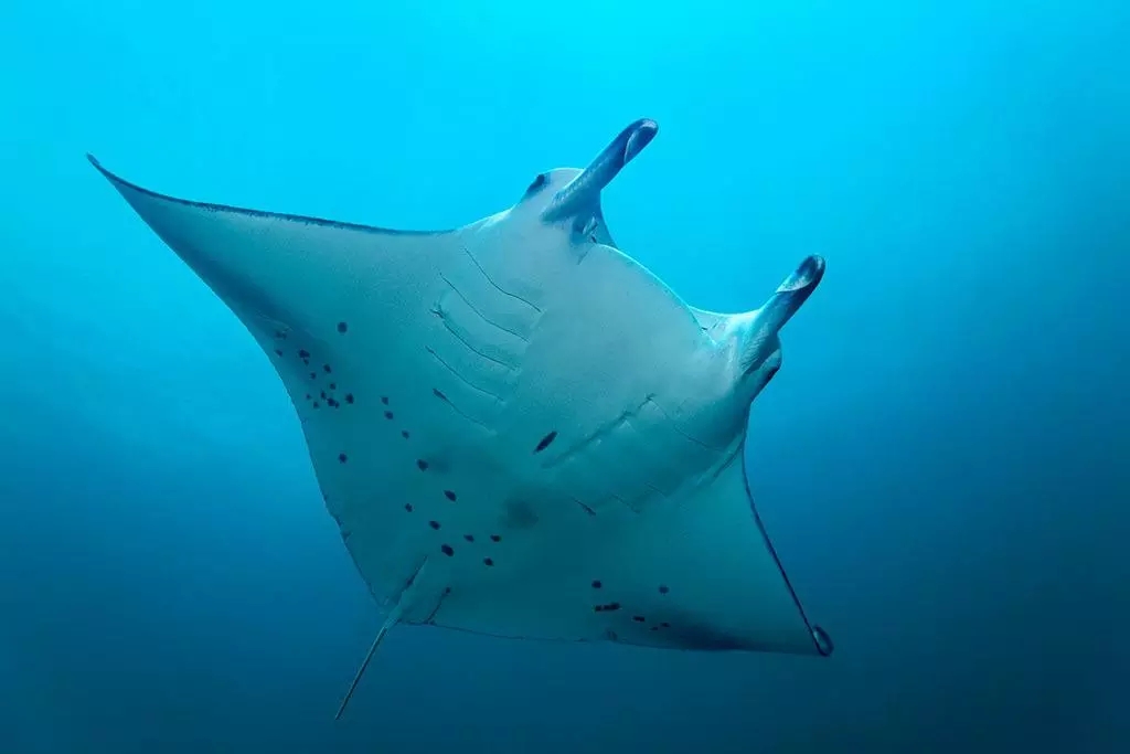 《海底總動員》海洋生物大起底