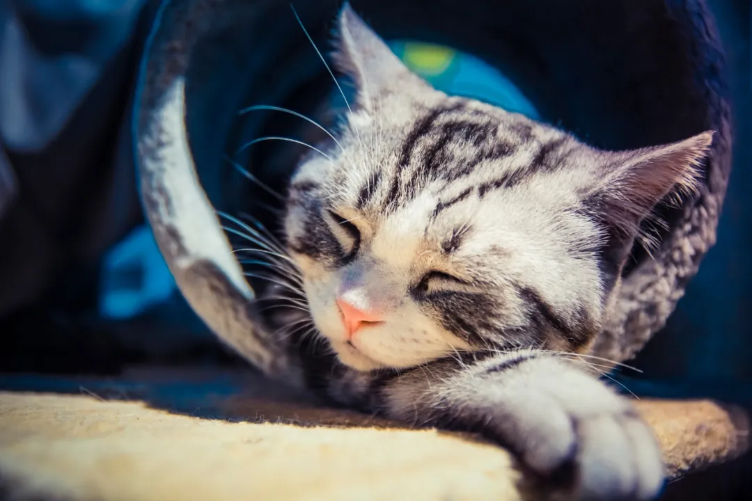 虐猫者心理分析：童年创伤，是滋养“恶魔”的温床