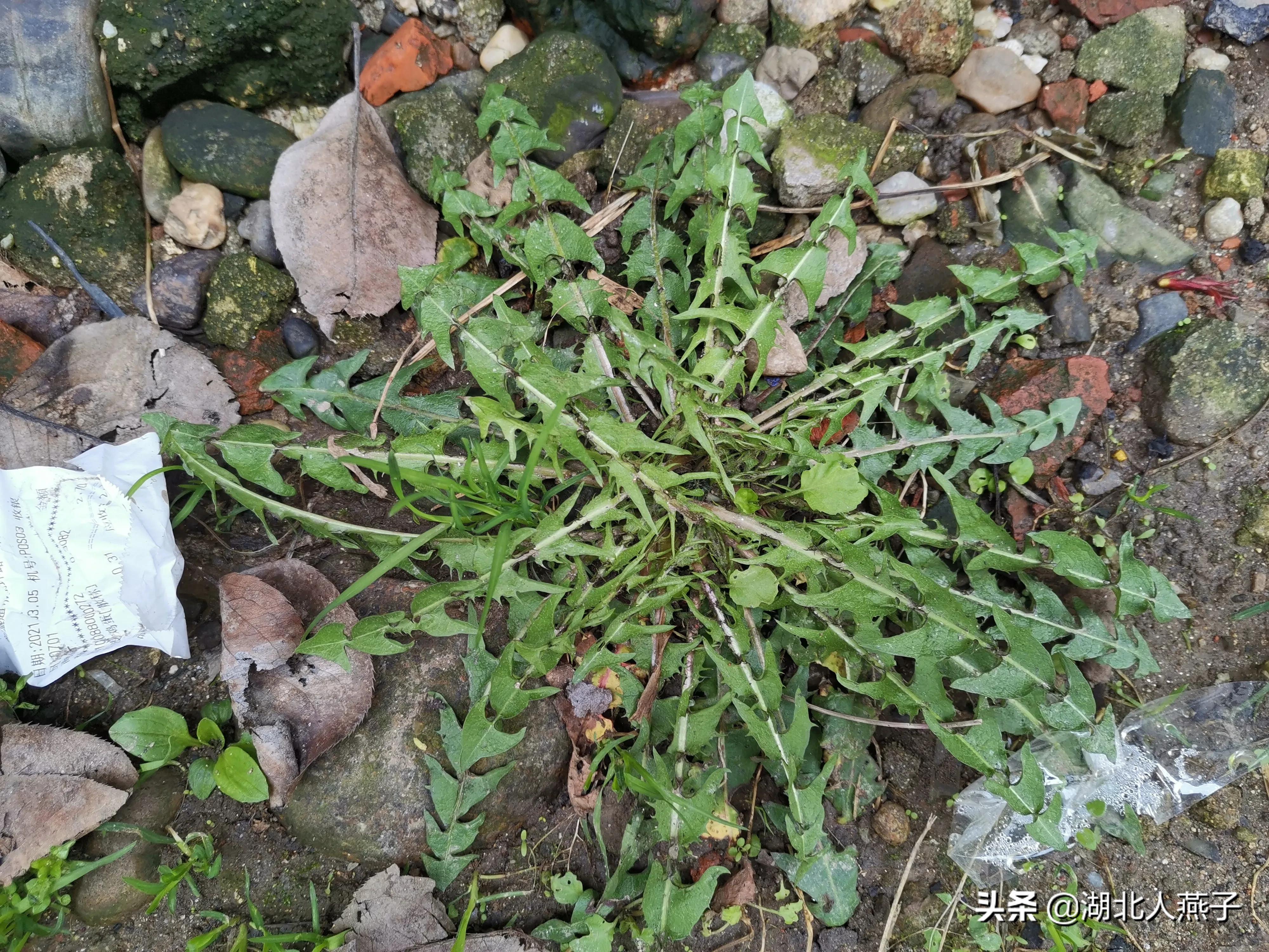开春挖荠菜,送你荠菜大图片,教你快速识别真荠菜!