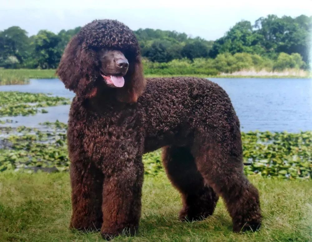 世界犬种智商排名榜前 30 名的聪明狗狗