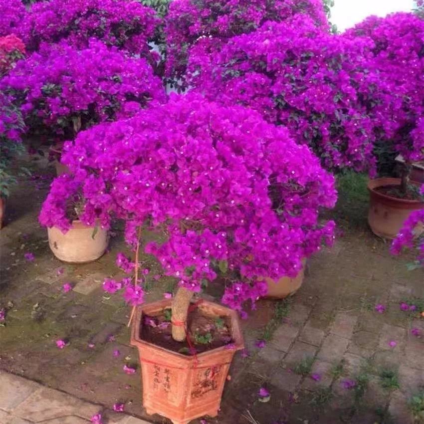 菜叶发黄是什么原因怎么防治（植物叶子发黄的七个原因）