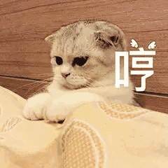 推荐5本苏甜小萌文，你有钱来我有颜， 恋爱打脸两不误！