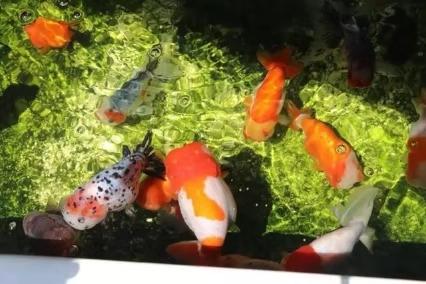 孔雀鱼苗的饲养水温到底多少合适，高温可以吗，其他鱼苗呢？