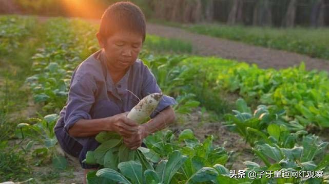 康仔农人：广西半百袖珍老人，他凭什么半年涨粉近千万？