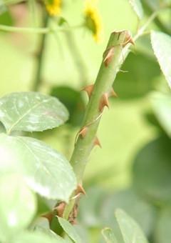 月季花和玫瑰花的区别（四个容易分别月季花玫瑰花的方法）