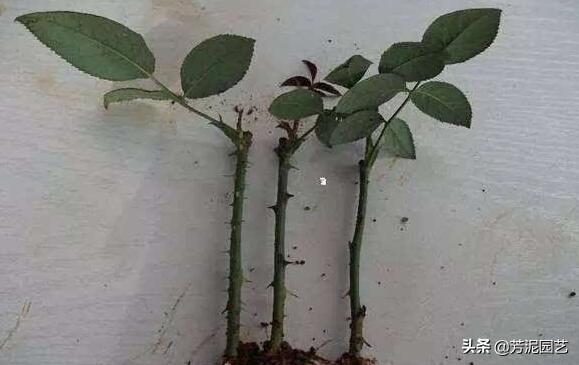 玫瑰花的5种繁殖方法!扦插存活率100%!