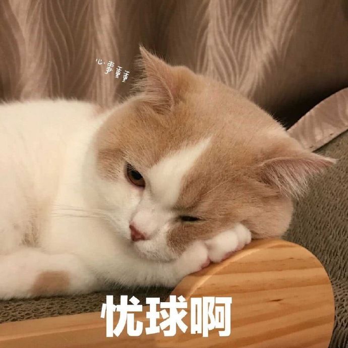 猫咪表情包｜猪猪不知道不关猪猪的事