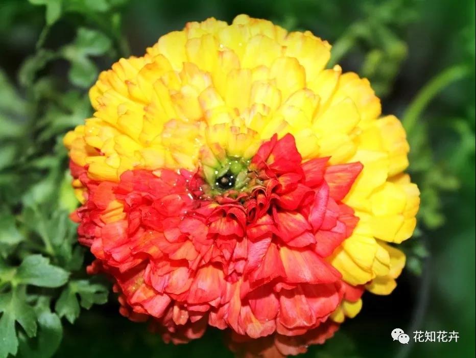 叫我“洋牡丹”？切，牡丹哪有我的花期长？